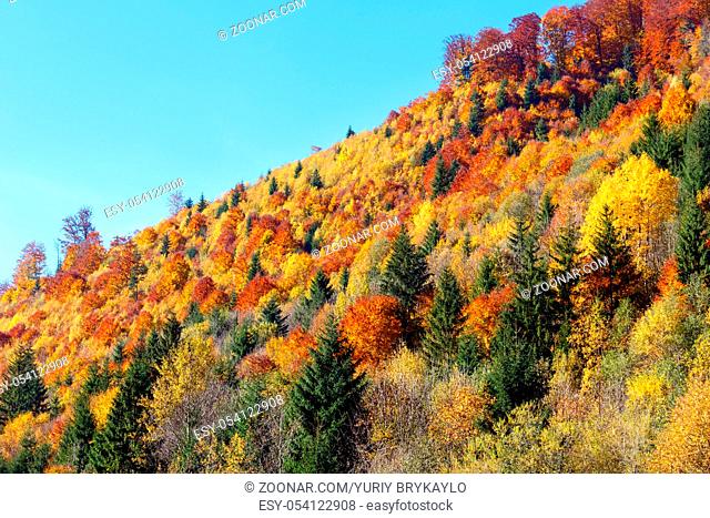 Autumn Carpathian Mountains landscape with multicolored yellow-orange-red-brown trees on slope (Transcarpathia, Ukraine)