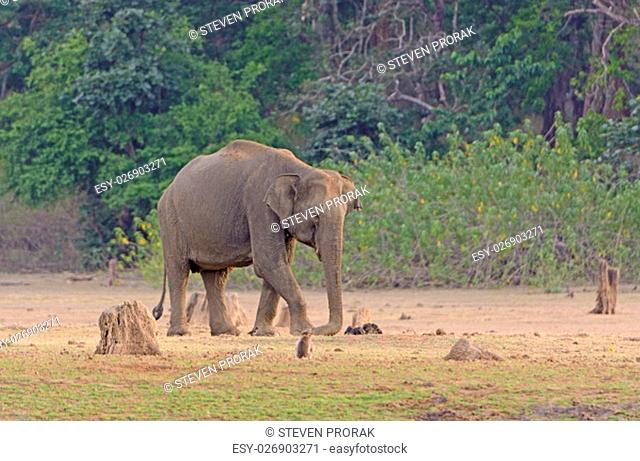 Elephant on Dusty Flood Plain of the Kabini River in Nagarhole National Park in India