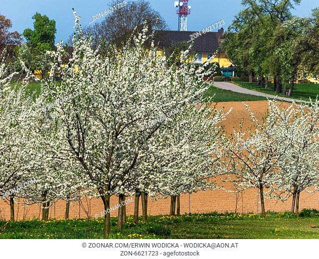Viele blühende Obstbäume im Frühling. Baumblühte im Frühjahr ist eine schöne Jahreszeit