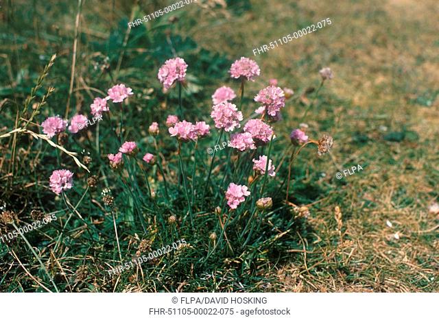 Thrift or Sea Pink Armeria maritima Close-up of pink flower - Simpsons Saltings S