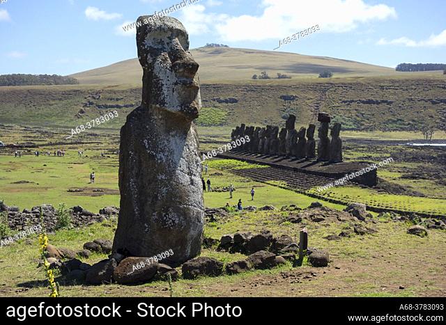 Ahu Tongariki is the largest ahu on Rapa Nui/Easter Island (a Chilean island in the Pacific). Its moai were toppled during the island's civil wars and in the...