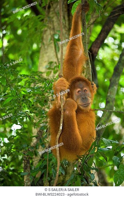 Sumatran orangutan Pongo pygmaeus abelii, Pongo abelii, young male is hanging lazily in the trees of a sumatran rainforest, Indonesia, Sumatra