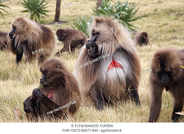 Gelada Theropithecus gelada adult males and females, troop grazing on grass, Simien Mountains, Ethiopia