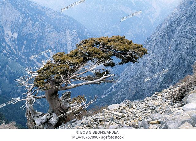 CRETE - Ancient wind sculpted tree, Italian Cypress, the White Mountains. (Cupressus sempervirens)
