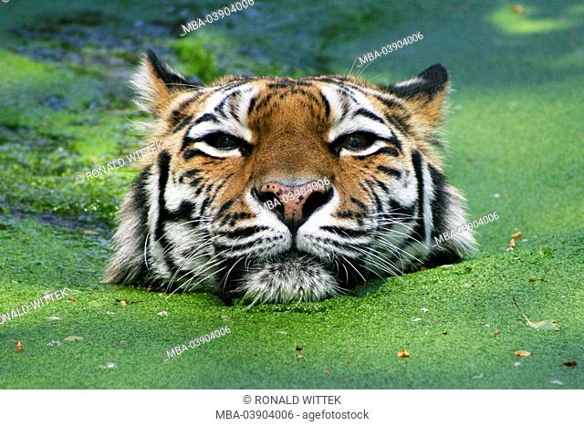 Siberian tiger, Panthera Tigris altaica, water, swims, portrait, animal-portrait, wildlife, wilderness, Wildlife, animal, mammal, game-animal, carnivore