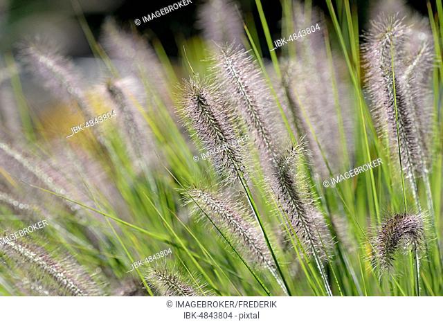 Dwarf Fountain Grass (Pennisetum alopecuroides), inflorescence, North Rhine-Westphalia, Germany, Europe