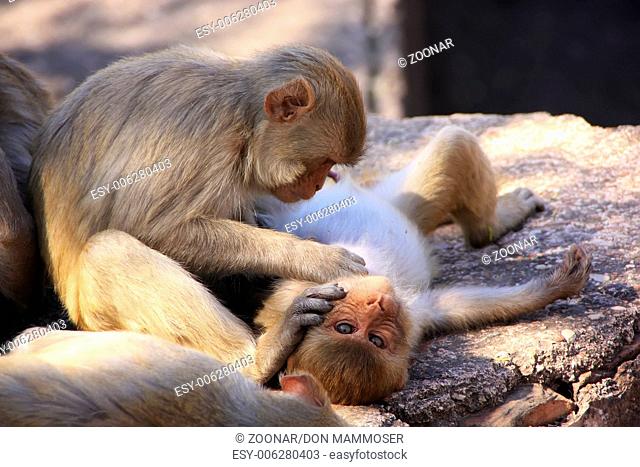 Rhesus macaques (Macaca mulatta) grooming each oth