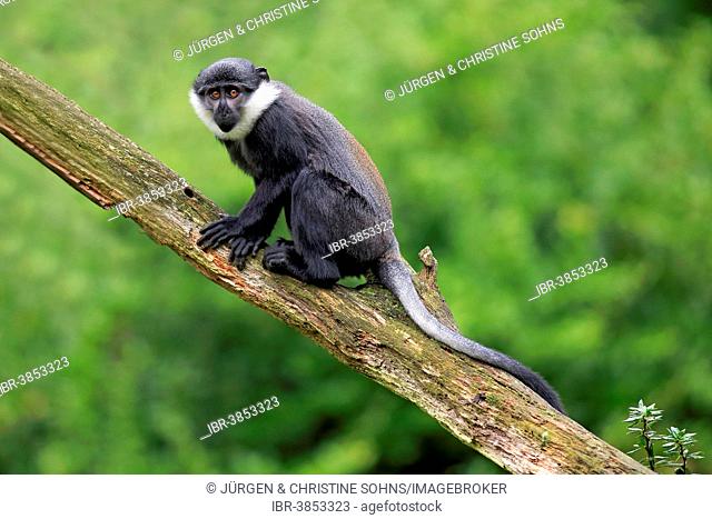 L'Hoest's Monkey (Cercopithecus lhoesti), juvenile, Apeldoorn, Netherlands