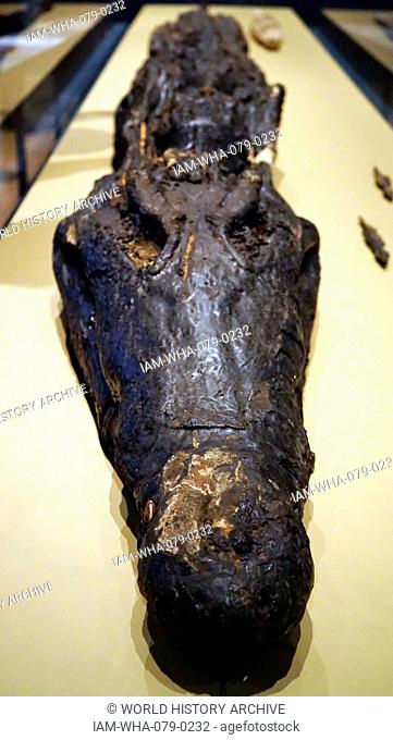 Mummy of a small crocodile. The mouth would be tied shut with strips of linen. Dated 30 BC