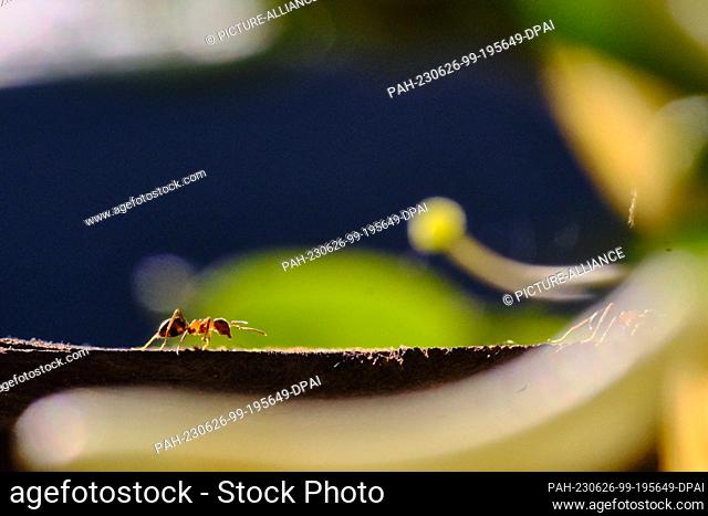14 June 2023, Lower Saxony, Brunswick: An ant walks on a wooden board past a flower of garden honeysuckle (Lonicera caprifolium), also called jelängerjelieber