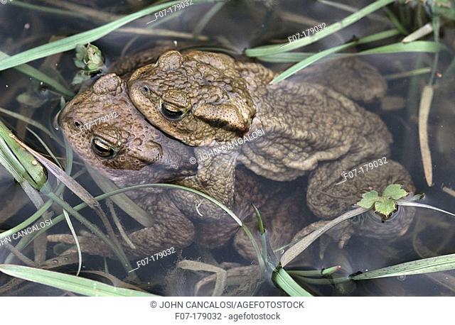 Common toads (Bufo bufo), breeding pair. England