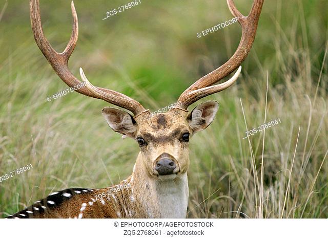 Spotted Dear or Chital, axis axis, Male, Kanha National Park, Madhya Pradesh, India