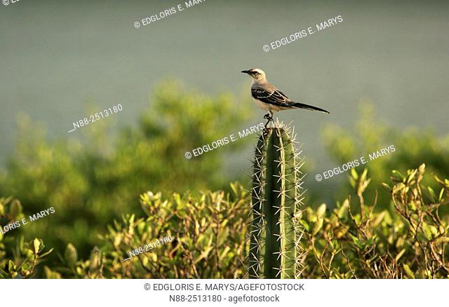 Lonely mockingbird, Laguna de Unare, Venezuela