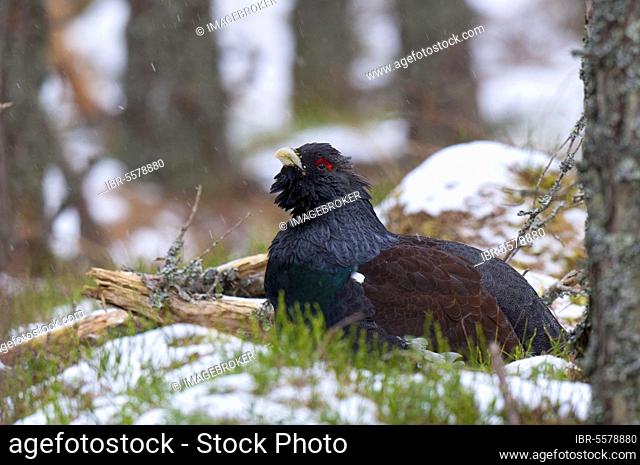 Western western capercaillie (Tetrao urogallus), adult male, sitting on snow in old Caledonian pine forest during snowfall