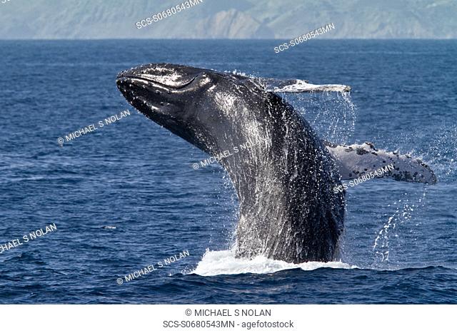 Humpback whale Megaptera novaeangliae breaching on the Pacific side of Isla Magdalena, Baja California Sur, Mexico MORE INFO Each winter hundreds of humpback...