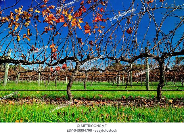 vineyard with autumn leaves under blue sky