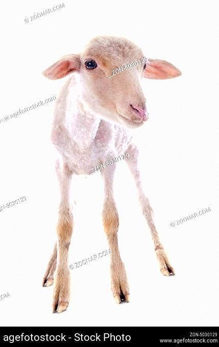 young lamb in front of white background