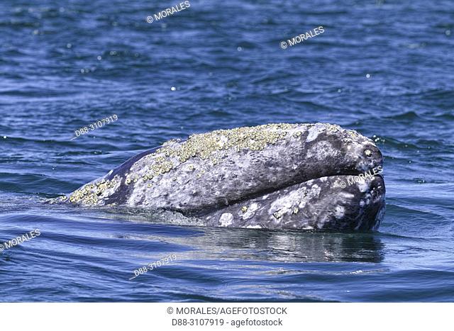 Central America, Mexico, Baja California Sur, Guerrero Negro, Ojo de Liebre Lagoon (formerly known as Scammon's Lagoon), Gray Whale (Eschrichtius robustus)
