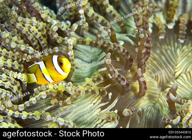 Clarkâ. . s Anemonefish, Amphiprion clarkii, Clownfish, Anemonefish, Damselfish, Lembeh, North Sulawesi, Indonesia, Asia