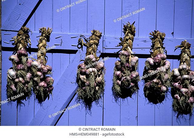 France, Var (83), Aiguines village, cloves of garlic hung to the blinds of a home