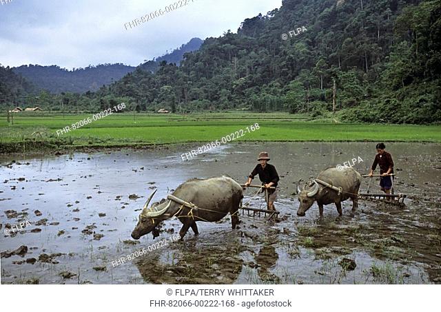 Vietnam - Tay ethnic minority couple ploughing with Water Buffalo bubalus bubalis, Na Hang Nature Reserve, Tuyen Quang