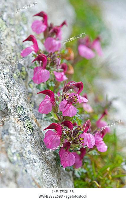 Kerner's Lousewort (Pedicularis kerneri), blooming, Switzerland