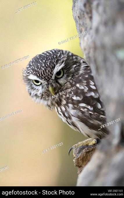 Little Owl / Minervas Owl ( Athene noctua ) perched in a wall of rocks, half hidden, looks serious down to the ground, wildlife, Europe.