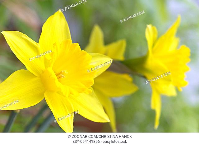 Spring Daffodil, Narcissus in early springtime. Narcissus is a popular flower as an ornamental plant for gardens, parks and as cut flowers