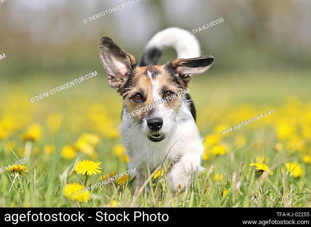 Mongrel on a flower meadow