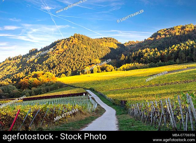 Autumn landscape with vineyards at Riol, Germany