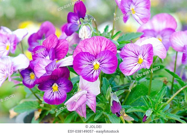 Viola cornuta, horned pansy, tufted pansy