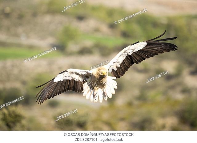 Egyptian vulture (Neophron percnopterus) in flight. Pre-Pyrenees. Lleida province. Catalonia. Spain. Endangered species