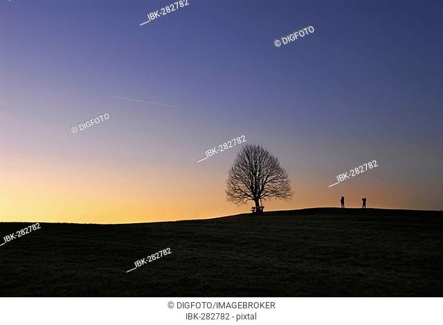 Solitary tree, limetree (Tilia), at sunset, Upper Bavaria, Bavaria, Germany