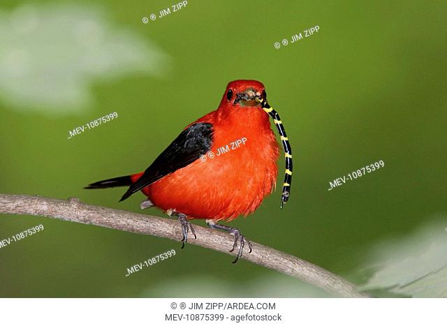 Scarlet Tanager - male with prey in beak (Tiger Spiketail Dragonfly) (Piranga olivacea). June - CT - USA
