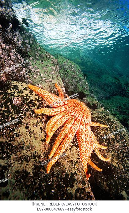 Sunflower Sea Star (Pycnopodia helianthoides) and Giant Kelp (Macrocystis pyrifera). Pacific Northwest. USA