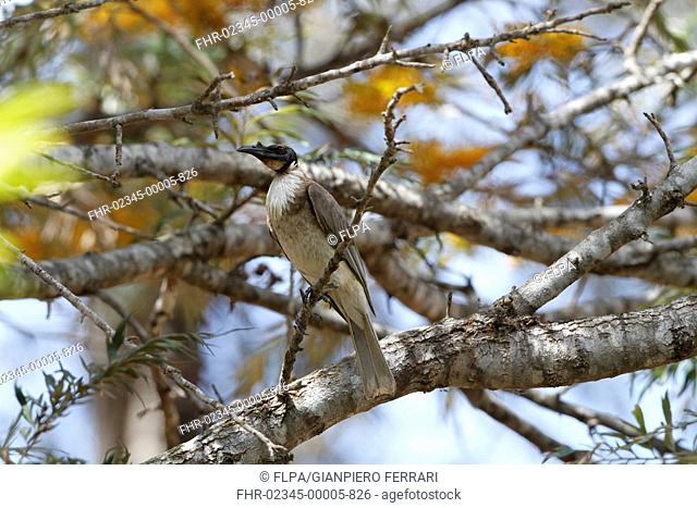Noisy Friarbird (Philemon corniculatus) adult, perched on Honey Grevillea (Grevillea eriostachya) twig, Queensland, Australia, October