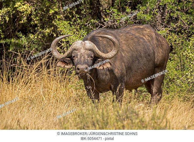 Cape buffalo (Syncerus caffer), adult male, eating, Tswalu Game Reserve, North Cape, South Africa, Africa