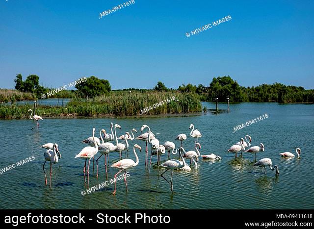 Flamingos in the Parc Ornithologique du Pont de Gau, Oiseaux de Camargue, Southern France