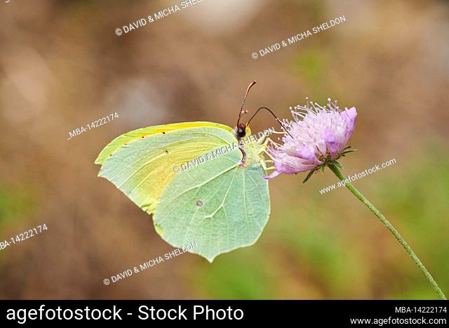 Brimstone butterfly (Gonepteryx rhamni), male sucking nectar from a flower, Catalonia, Bavaria, Germany