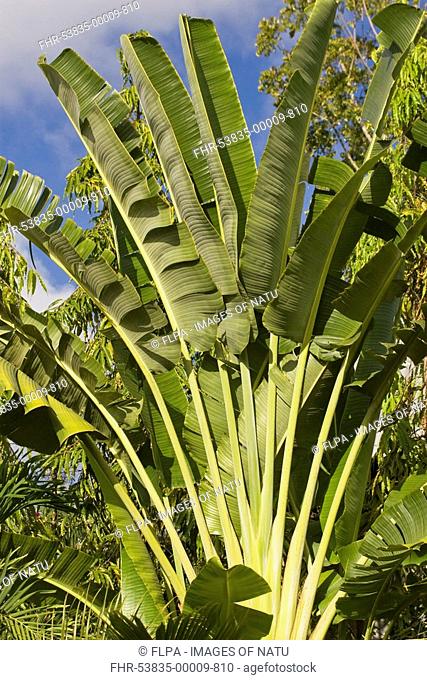 Travellers Palm Ravenala madagascariensis habit, in garden, Palawan, Philippines, march