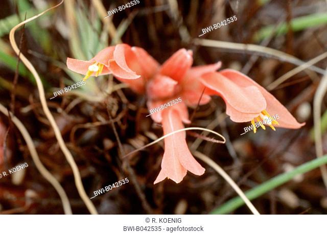 pitcairnia (Pitcairnia heterophylla), blooming plant