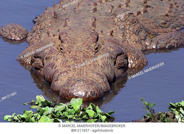 Crocodile (crocodylus niloticus), South Africa, Africa