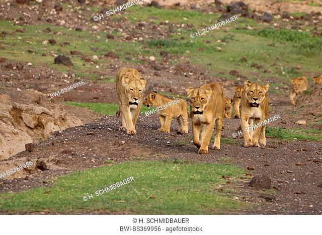 lion (Panthera leo), lion family in Ngorongoro Crater, Tanzania