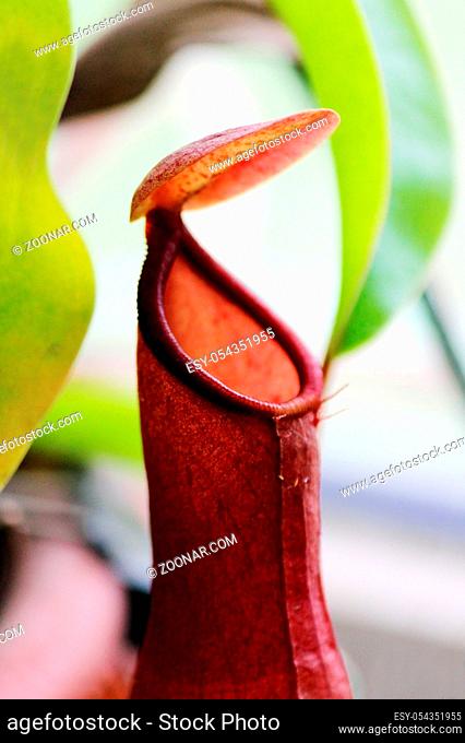 Macro insectivorous plants Nepenthes Ampullaria close up