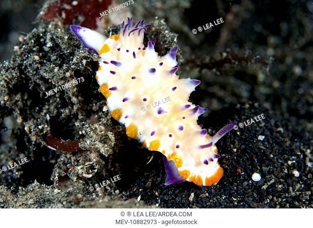 Nudibranch (Mexichromis multituberculata). Indonesia