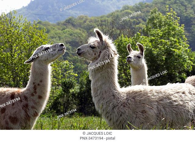 France, central Southern France, the regional natural parl of Haut-Languedoc, la Montagne Noire, llamas on a farm