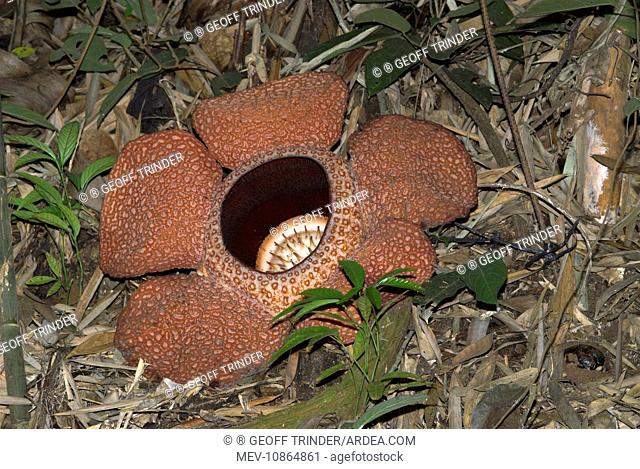 Rafflesia keithii (Rafflesia keithii). Borneo