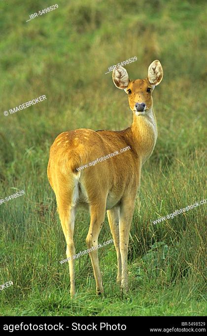 Barasingha (Cervus duvaucelii), adult female, standing on grass