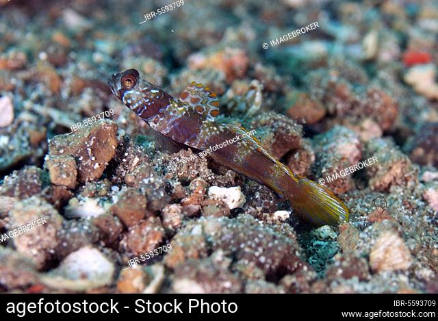 Metallic Shrimpgoby (Amblyeleotris latifasciata) adult, with dorsal fin extended, resting on sand, Lembeh Straits, Sulawesi, Sunda Islands, Indonesia, Asia