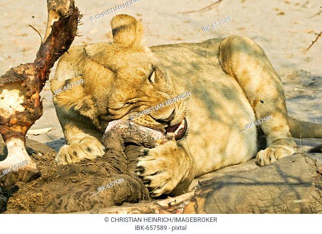 Lioness (Panthera leo) is eating a captured elephant, Savuti, Chobe national park, Botswana, Africa